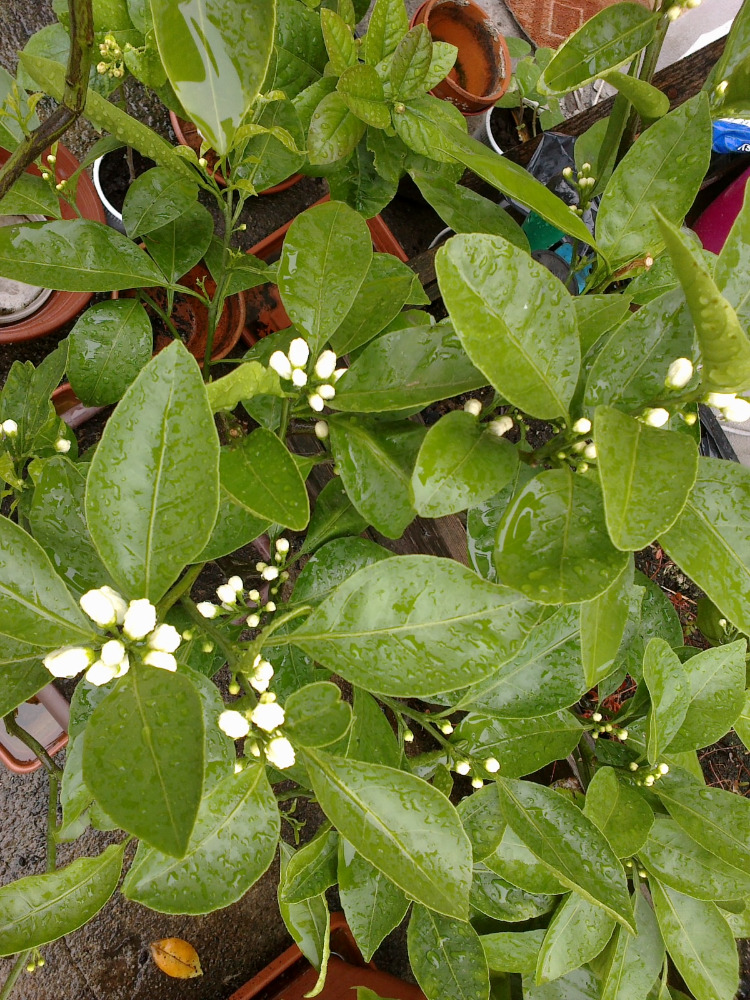 citrus